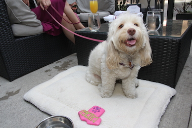 Looking for dog friendly patios near downtown Chicago?